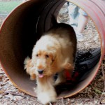 Puppy-Confidence-Course-2-low-res-150x150