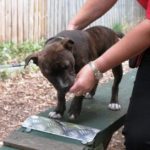 Puppy-Confidence-Course-5-low-res-300x273